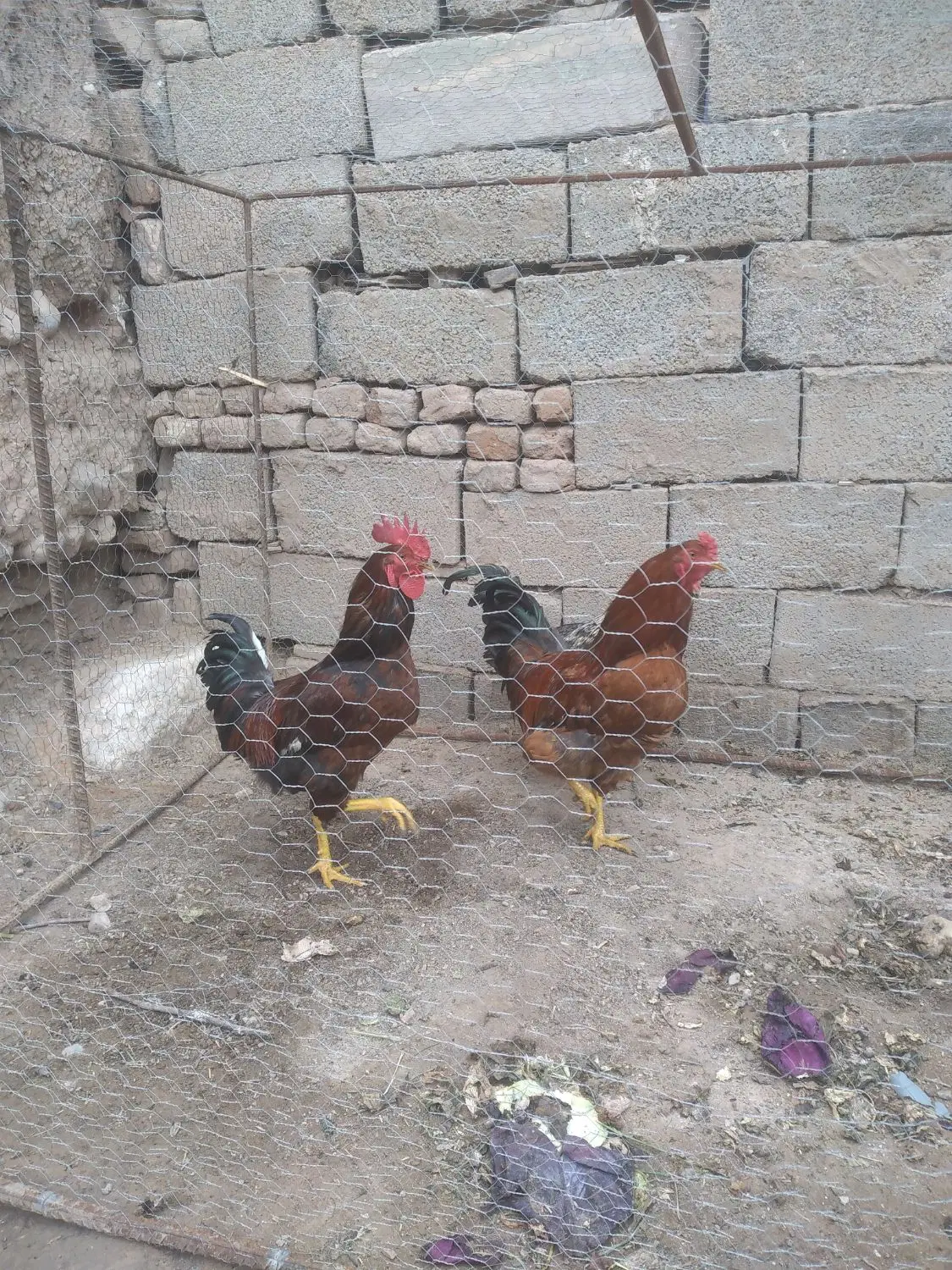 ۱۲۰۰۰۰۰|حیوانات مزرعه|ماهان, |دیوار