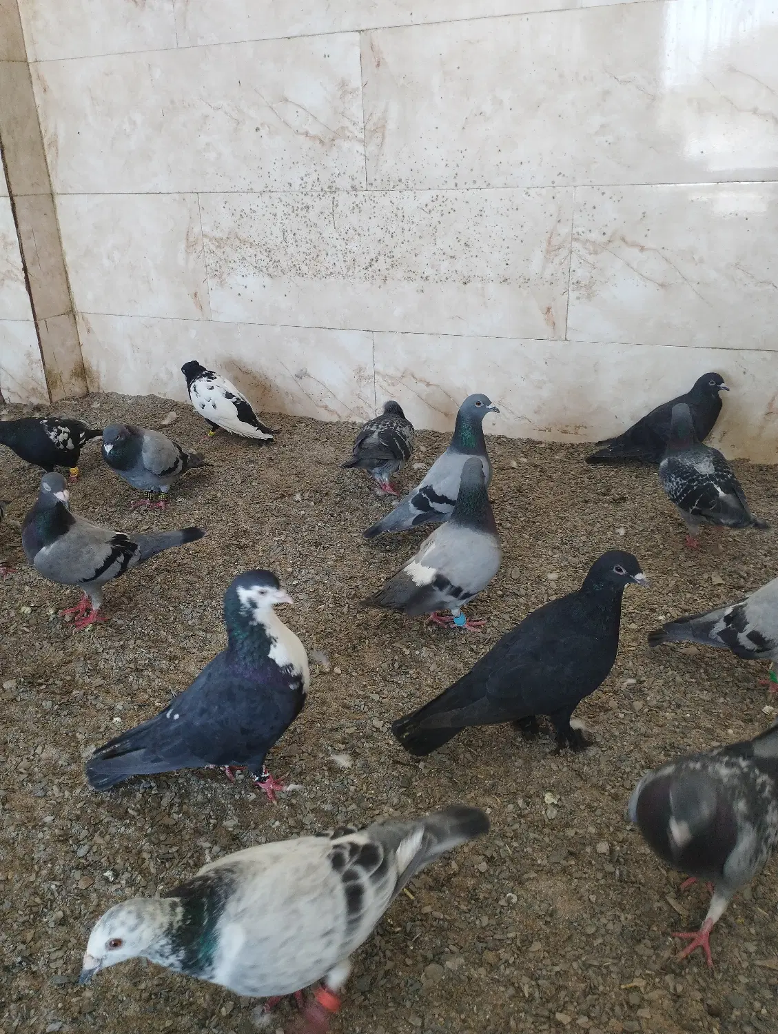 کفتر|پرنده|ایرانشهر, |دیوار