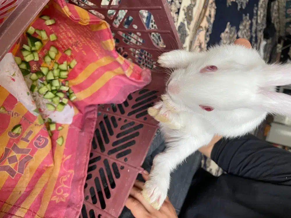 خرگوش|موش و خرگوش|نیشابور, باغ نو|دیوار