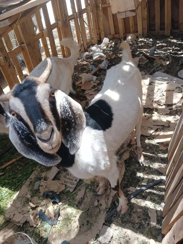 ماده|حیوانات مزرعه|ایرانشهر, |دیوار