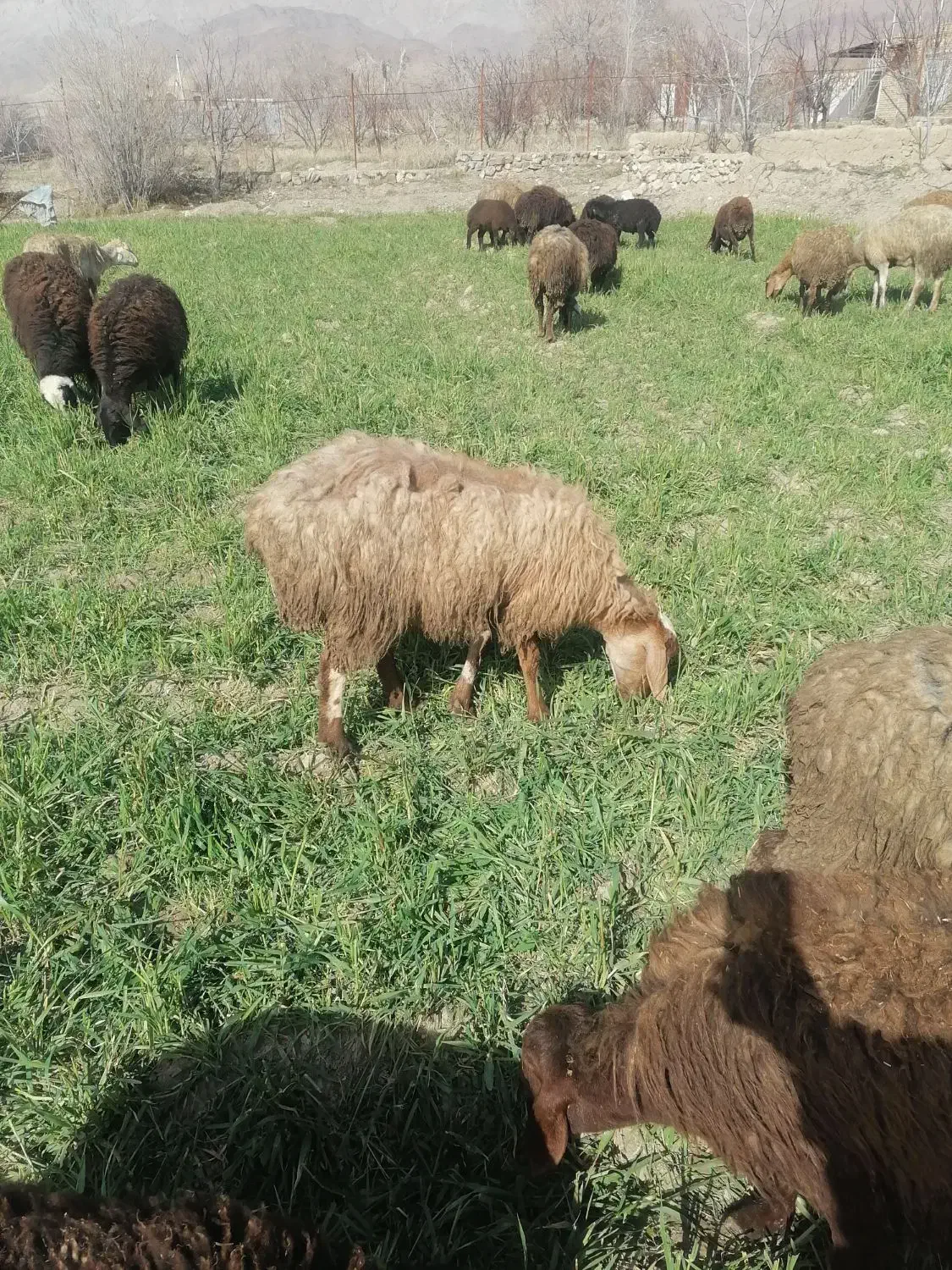 میش هترو|حیوانات مزرعه|اسفراین, |دیوار