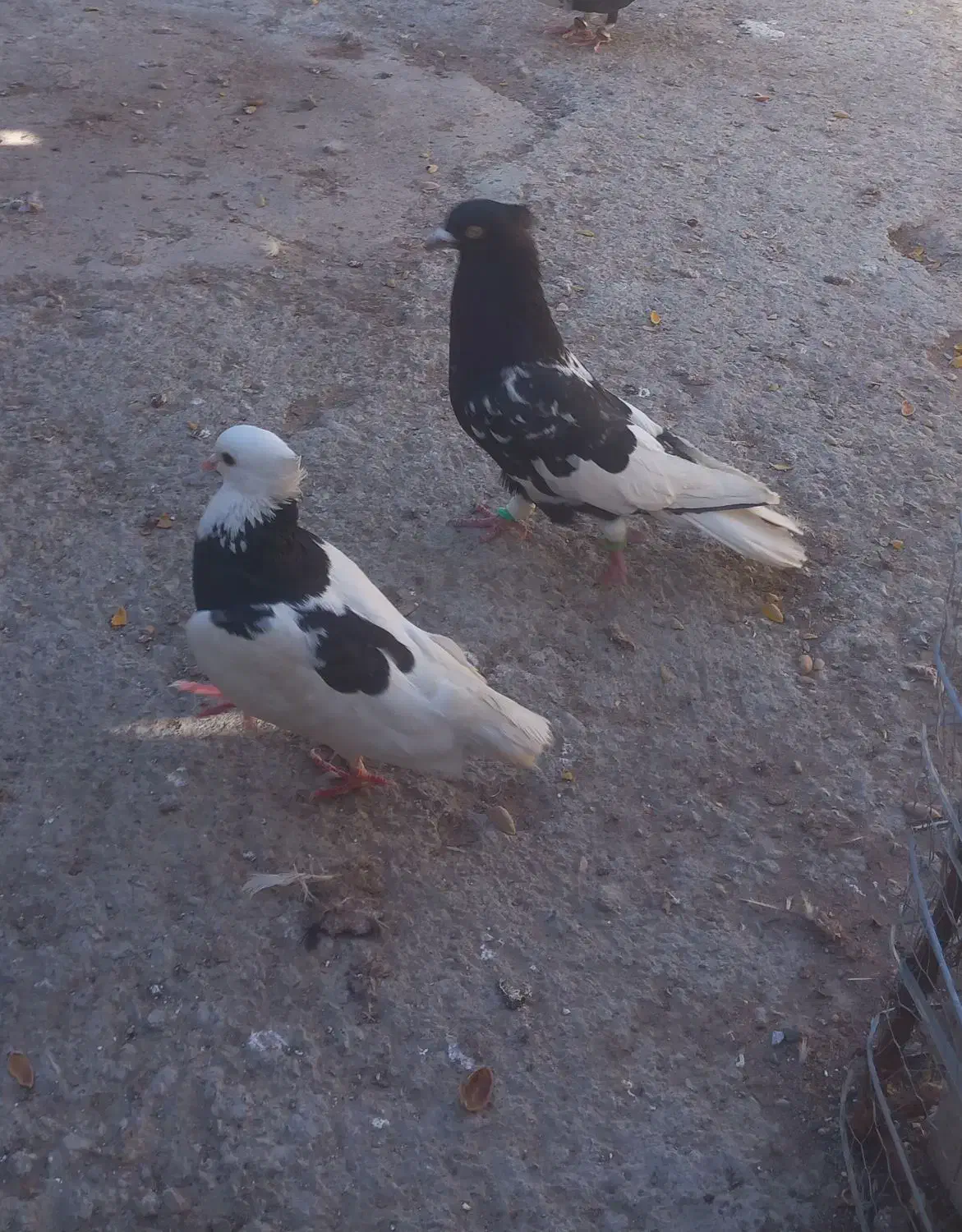 کفتر|پرنده|مشهد, امیرآباد|دیوار