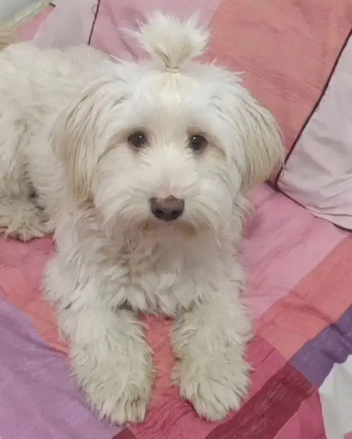 واگذاری سگ|سگ|کرج, شاهین‌ویلا|دیوار