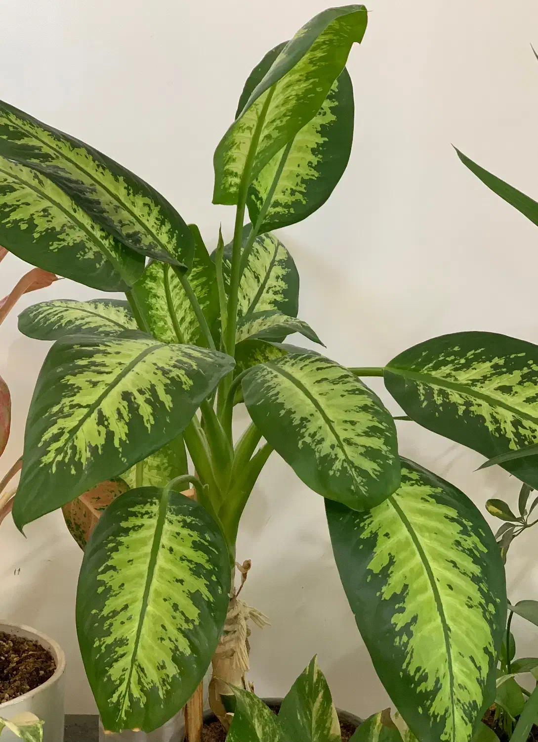 گل و گیاه|گل و گیاه طبیعی|نیشابور, شریعتی|دیوار