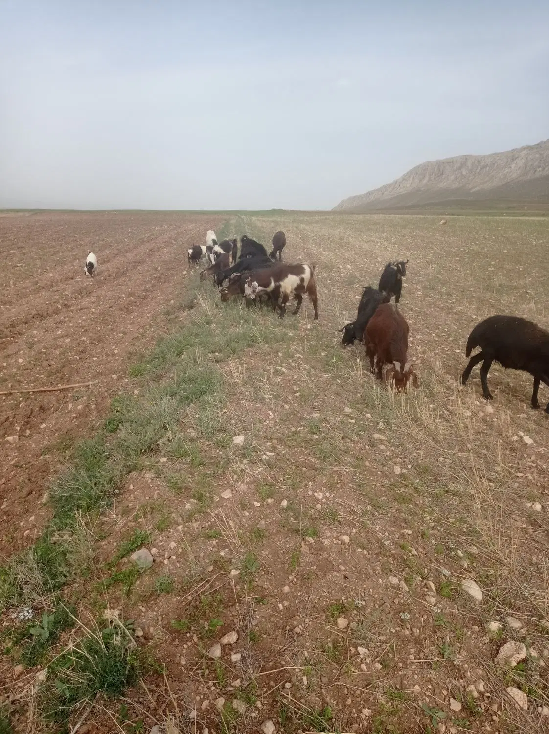 بز جوان|حیوانات مزرعه|سجاس رود, |دیوار