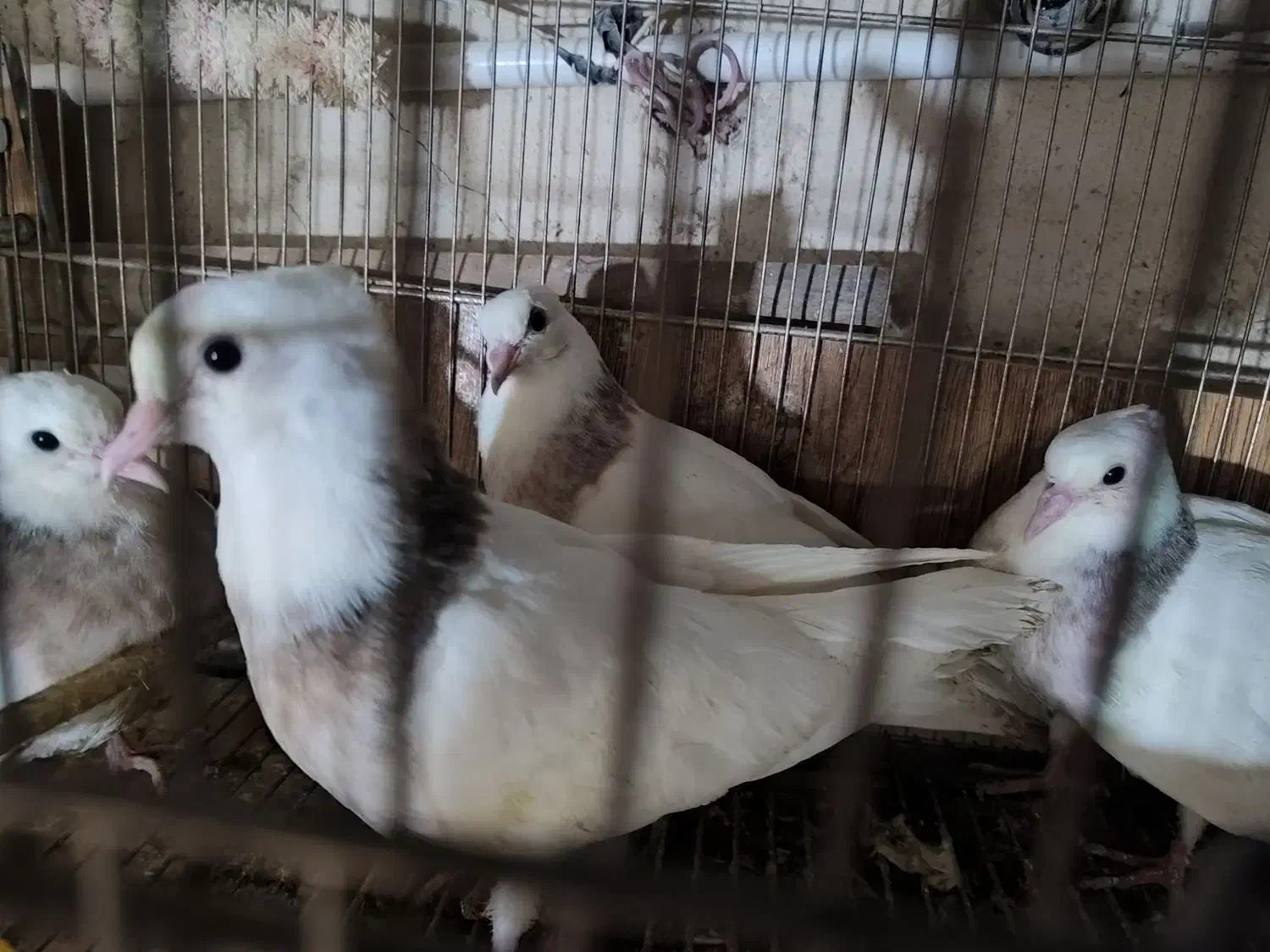 کبوتر|پرنده|قم, چهار مردان|دیوار