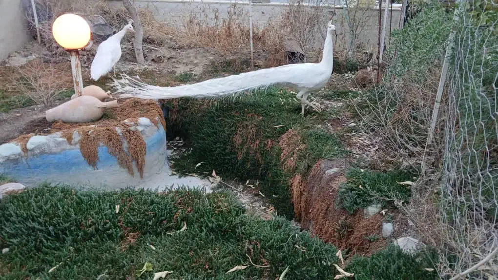 طاووس سفید|پرنده|تهران, سلیمانی|دیوار