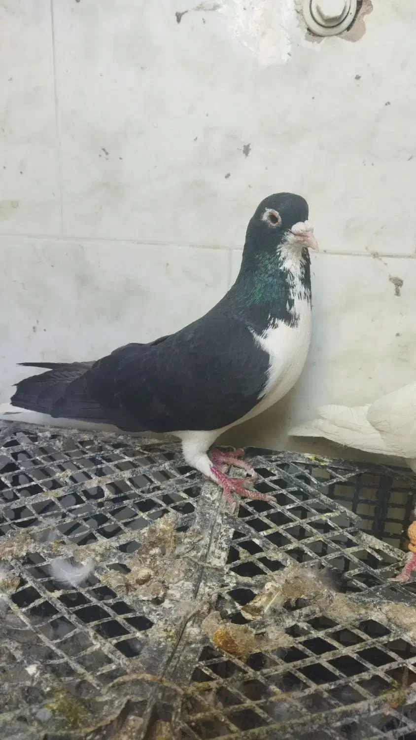 دو عدد نر|پرنده|خرمشهر, |دیوار