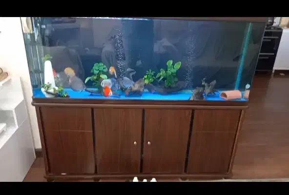 آکواریوم|ماهی|فردیس, شهرک ارم|دیوار