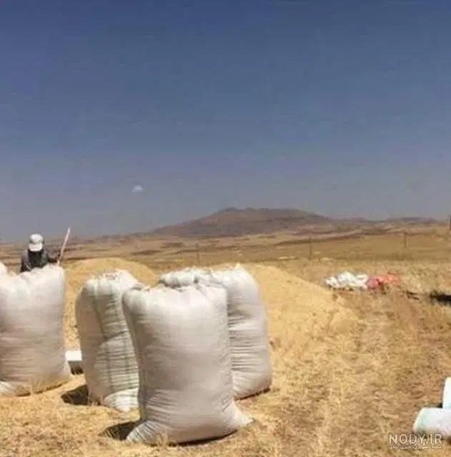کاه|خدمات باغبانی و درختکاری|صالح آباد (ایلام), |دیوار