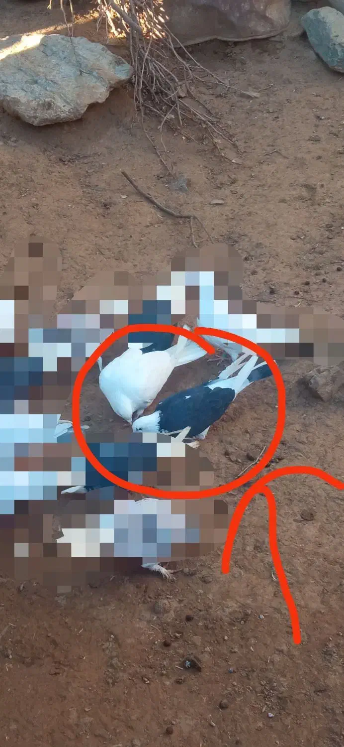 دو کبوتر|حیوانات|بانه, |دیوار