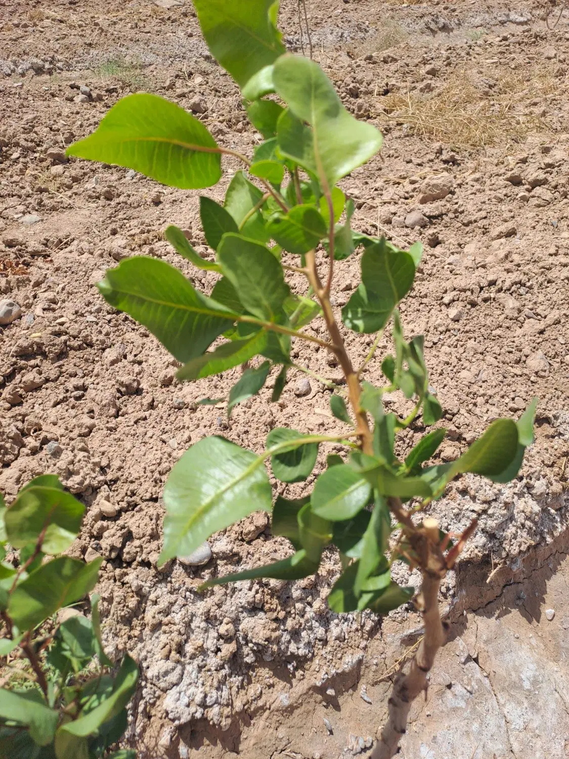 تصویر 2