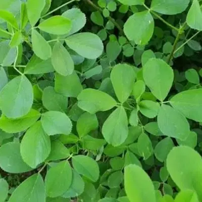 یونجه|گل و گیاه طبیعی|اصلاندوز, |دیوار