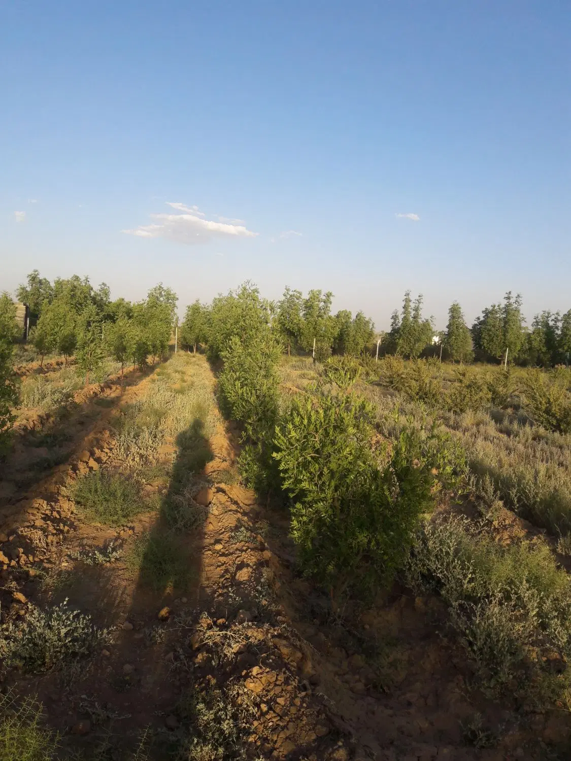 تصویر 10