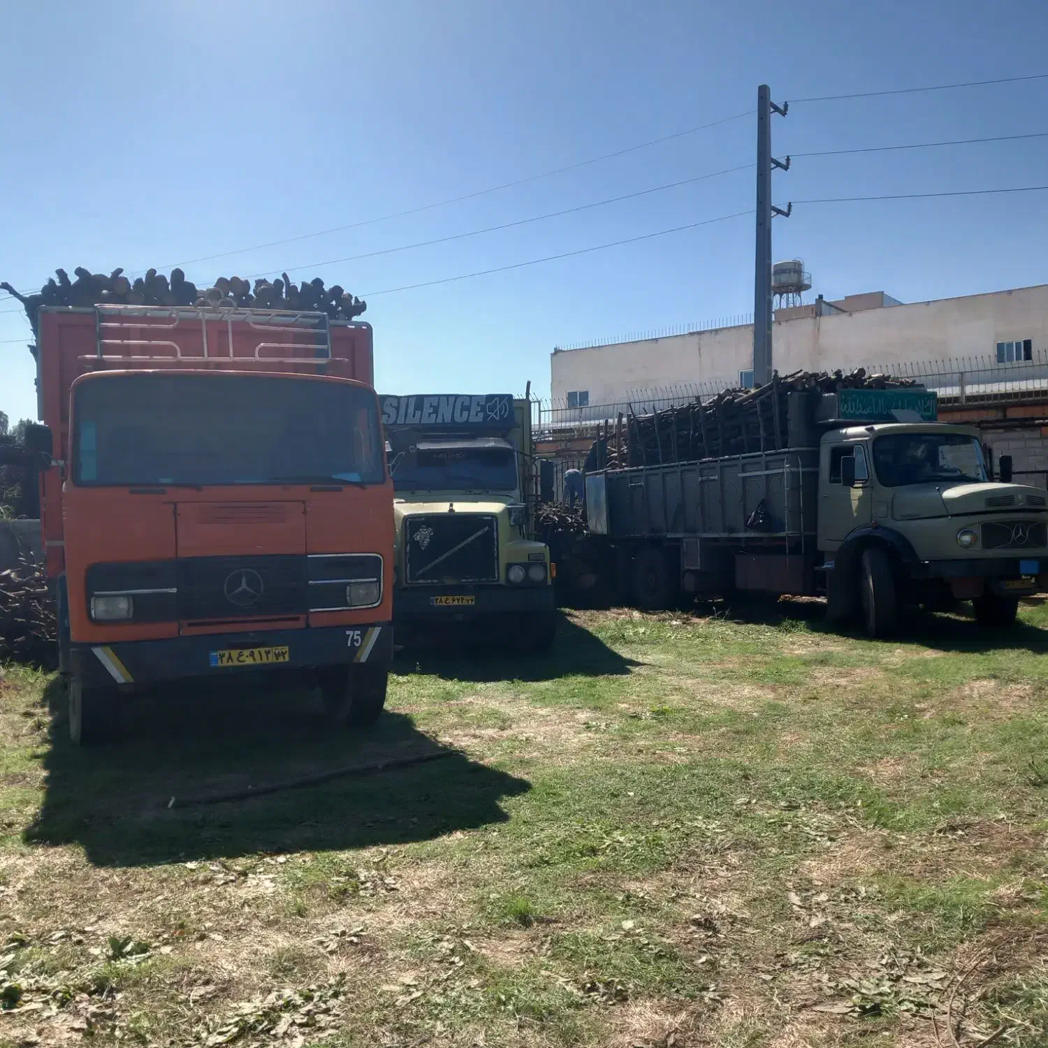 خرید چوبهای باغی صنوبر ومرکبات|خدمات باغبانی و درختکاری|ساری, |دیوار