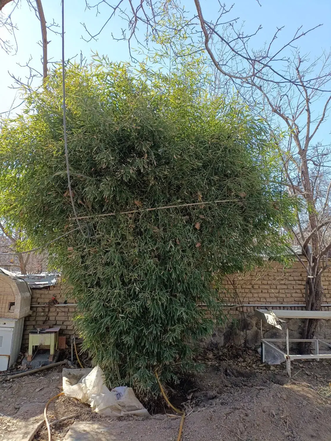 بامبو|گل و گیاه طبیعی|رودهن, |دیوار
