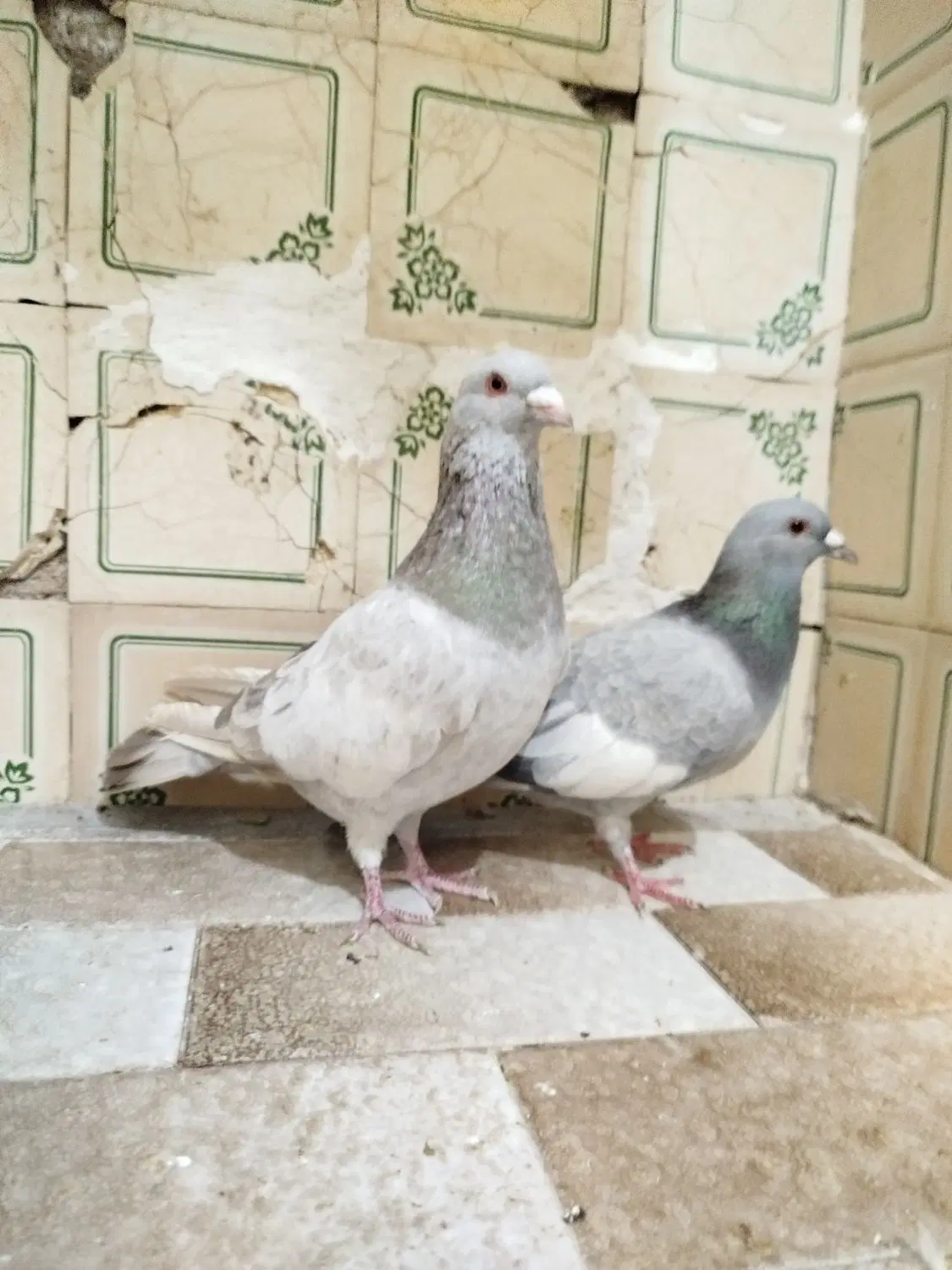 کفتر|پرنده|شیراز, لب آب|دیوار