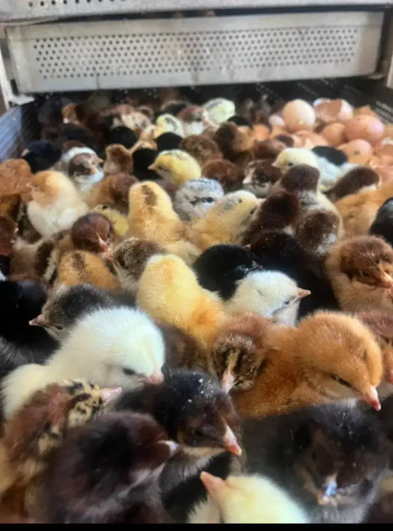 عرضه مستقیم  جوجه و اردک یک روزه تا تخم گزار|حیوانات مزرعه|جوادآباد, |دیوار