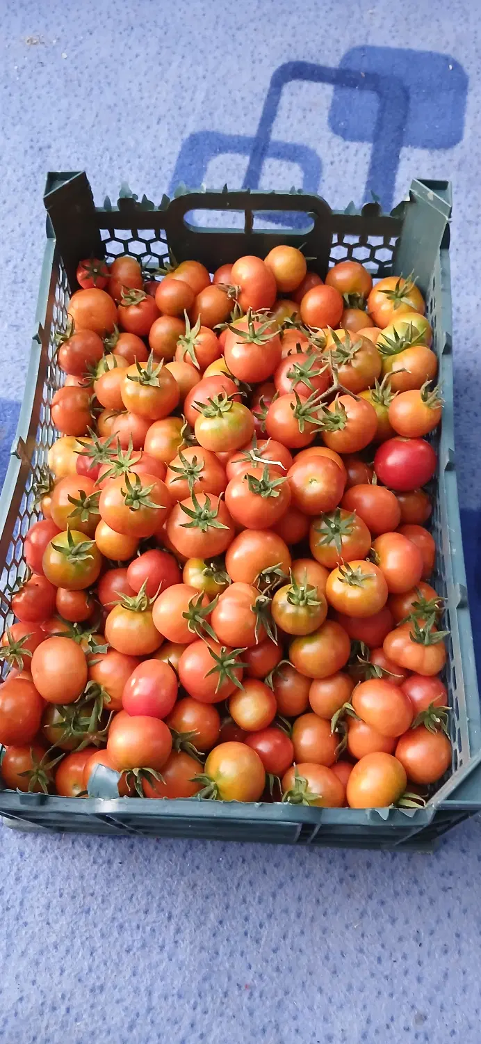 گوجه|خوردنی و آشامیدنی|کامیاران, |دیوار
