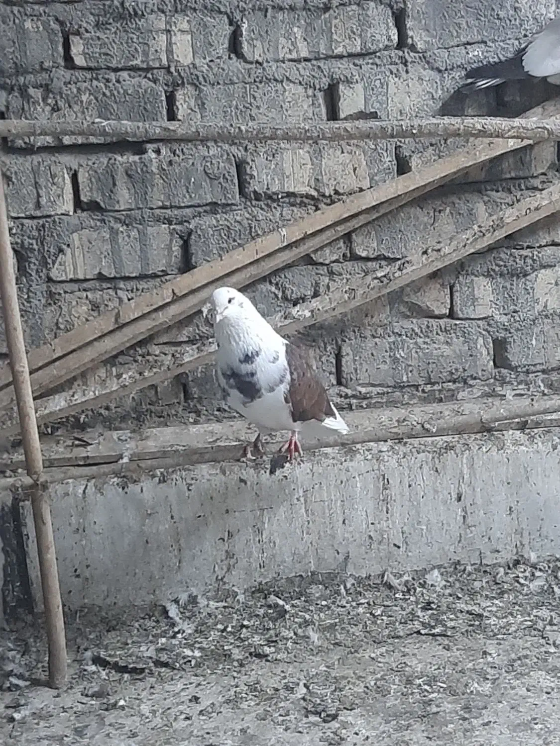 کفتر پرشی|پرنده|قم, پامنار|دیوار