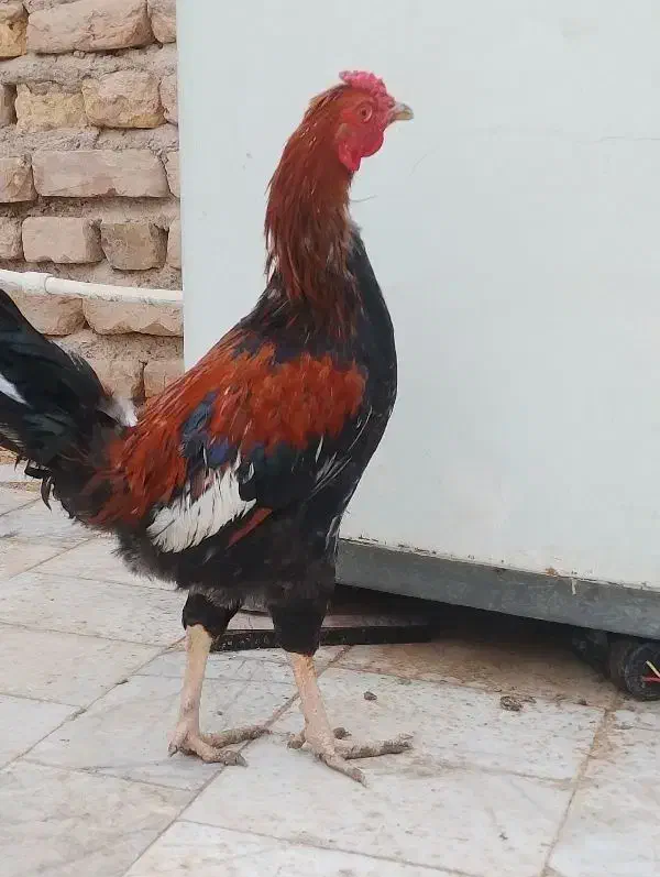 خروس|حیوانات مزرعه|زابل, |دیوار