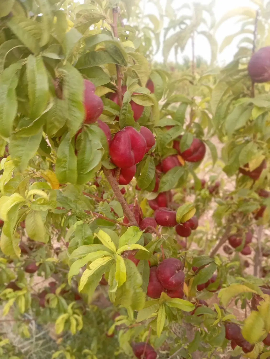شلیل|خوردنی و آشامیدنی|قیدار, |دیوار