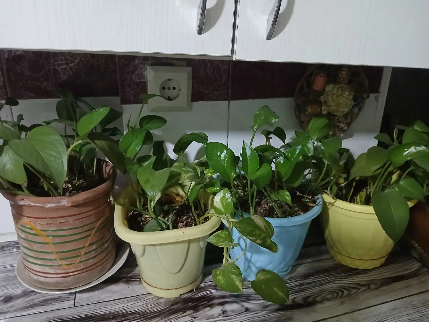 گل پتوس|گل و گیاه طبیعی|تهران, خانی‌آباد|دیوار