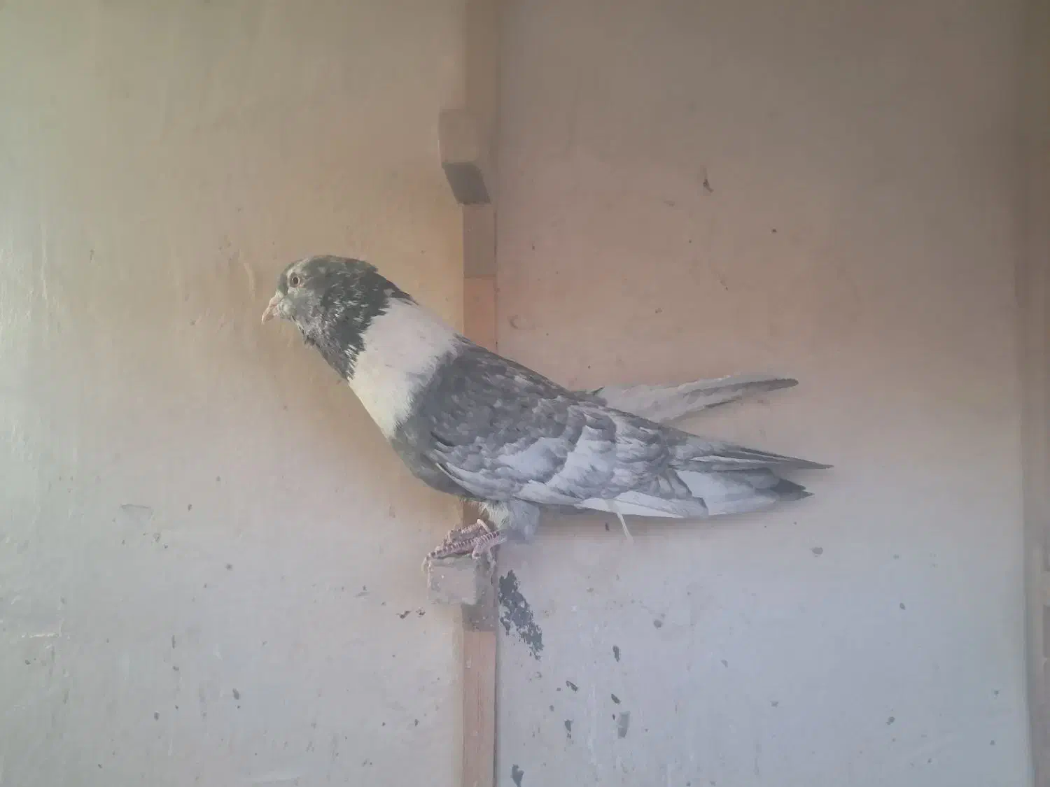 کودکبوتر|حیوانات مزرعه|مشهد, ویلاشهر|دیوار