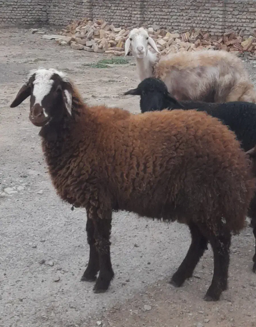 گوسفند|حیوانات مزرعه|سیمین شهر, |دیوار