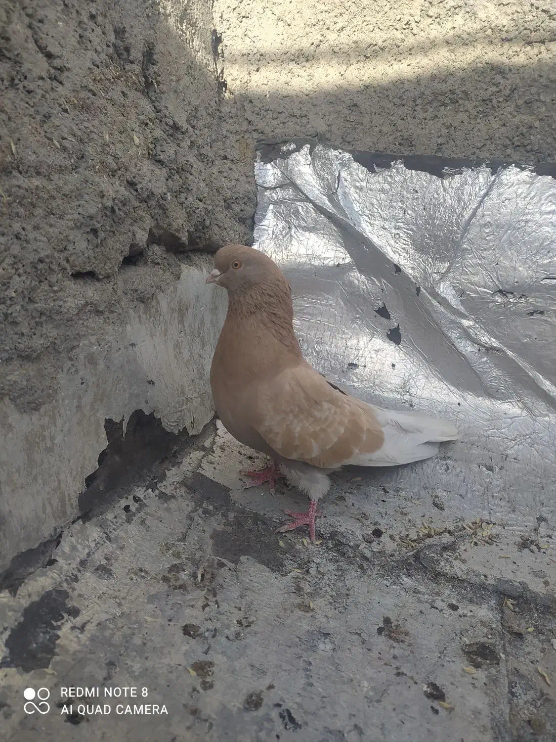 ساری نر|پرنده|اردبیل, |دیوار