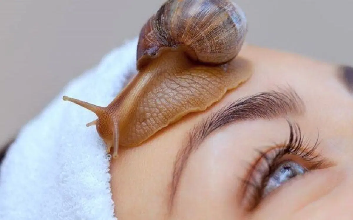 حلزون|خزنده|ایلام, |دیوار