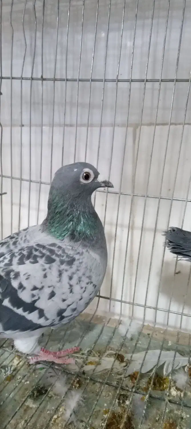 کفتر|پرنده|قم, شهرک فاطمیه|دیوار