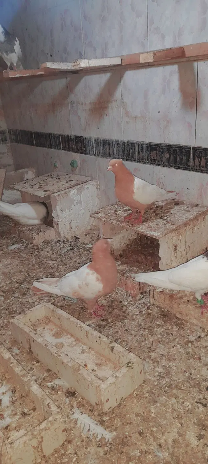 سینه ای|پرنده|اهواز, گلدشت|دیوار