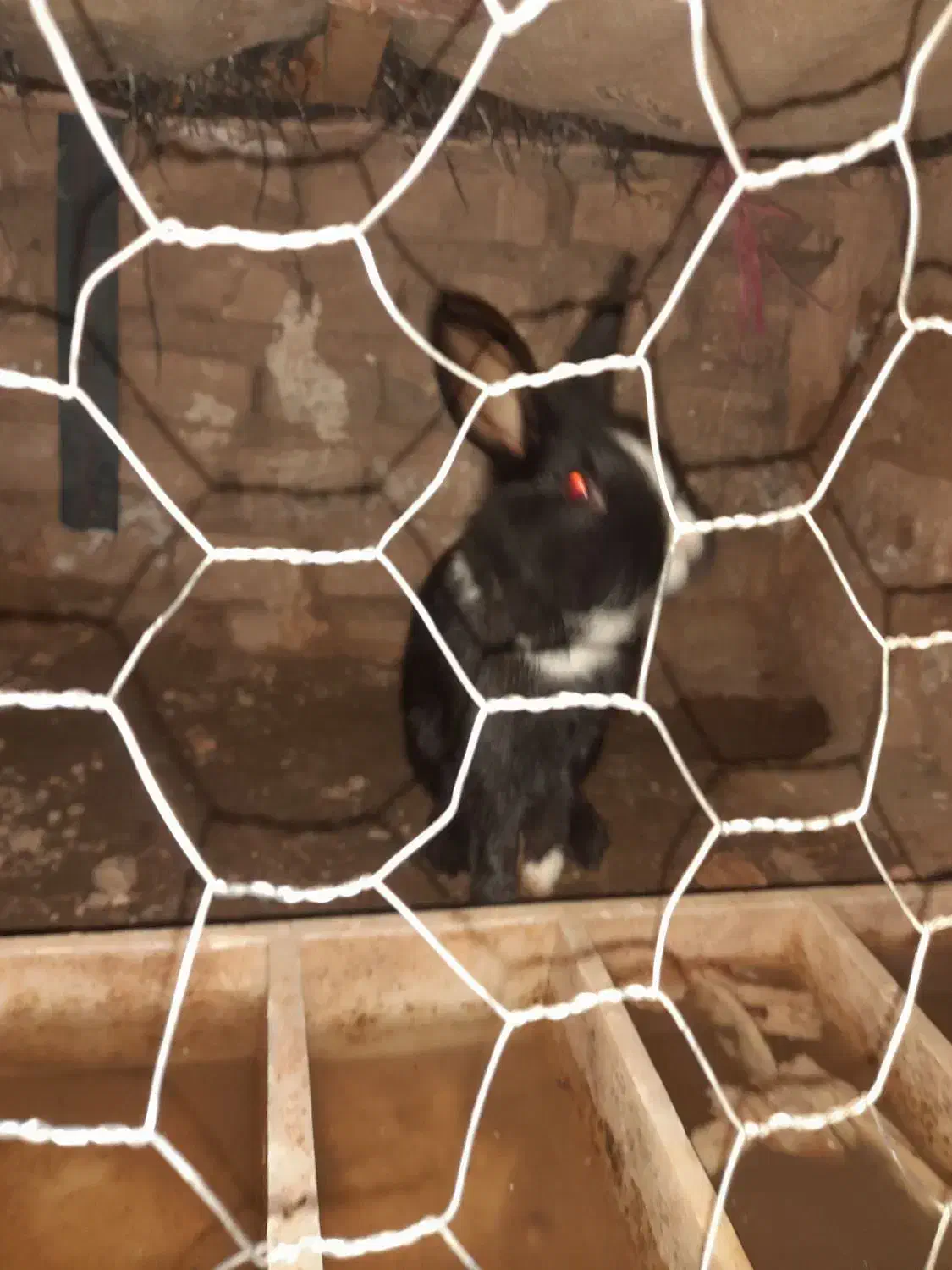 حیوانات|موش و خرگوش|نیشابور, مازول|دیوار