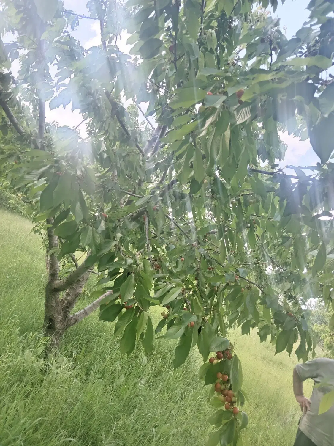 گیلاس|خدمات باغبانی و درختکاری|انگوت, |دیوار