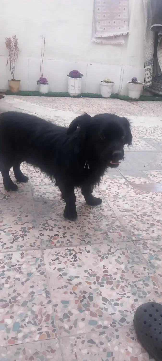 سگ شیتزو|سگ|گلستان (تهران), |دیوار