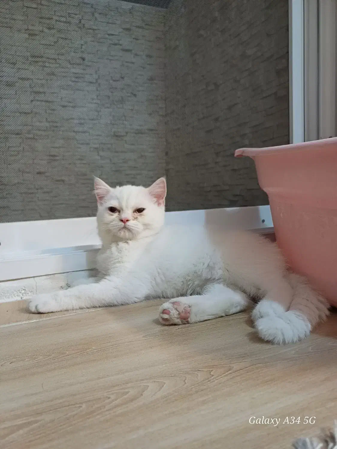 گربه|گربه|اصفهان, ملک‌شهر|دیوار