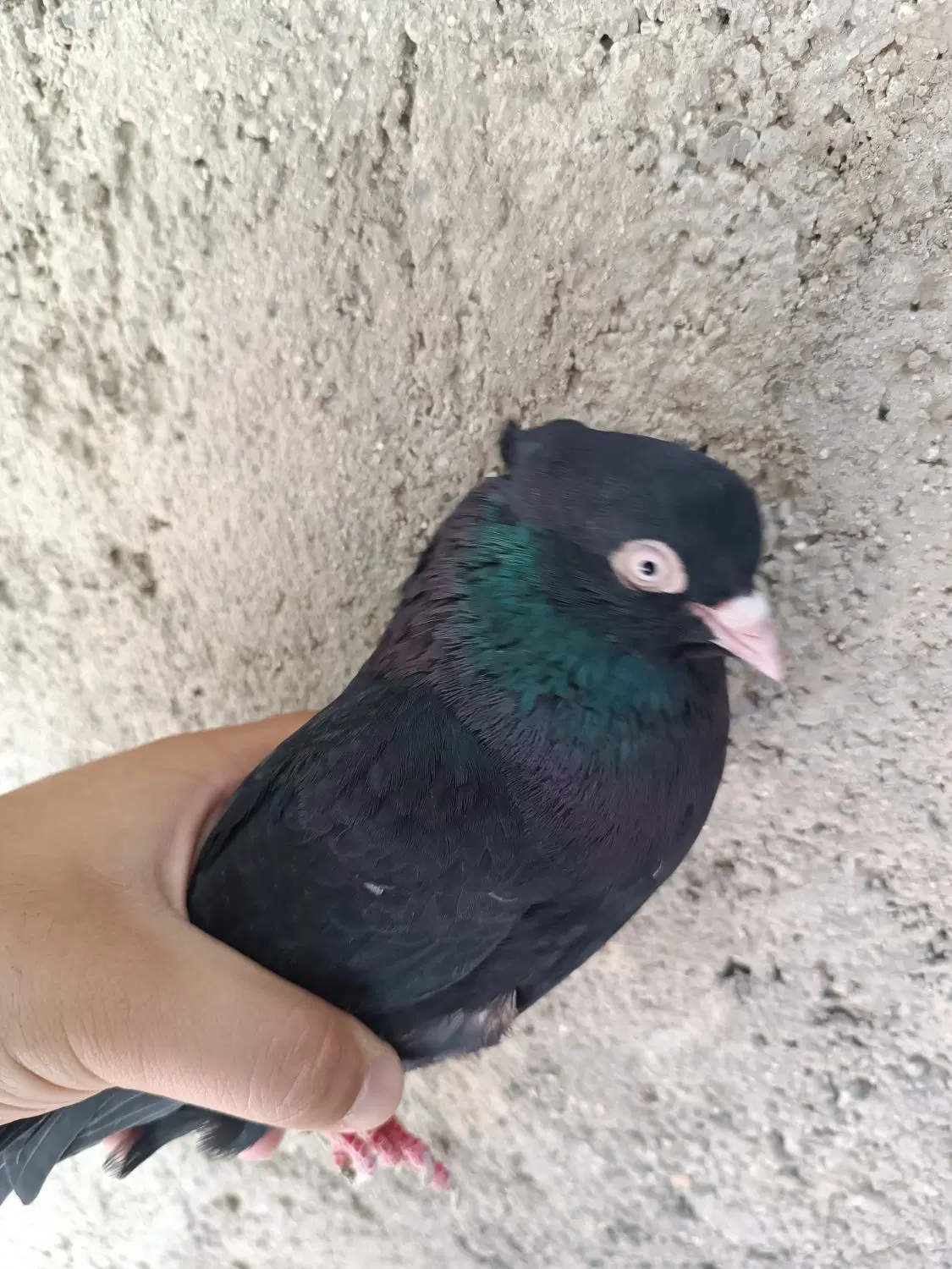 پرنده|پرنده|بروجرد, |دیوار