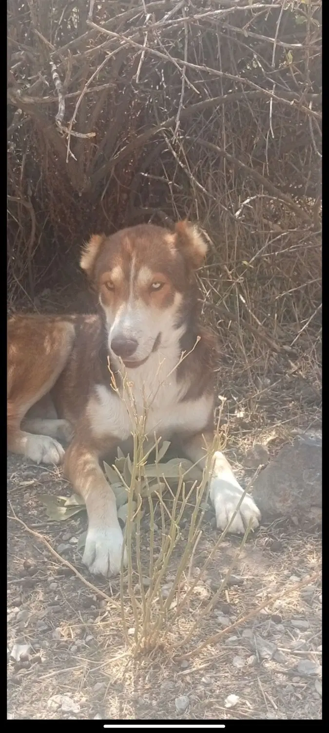 سگ گله|سگ|شیروان (خراسان), |دیوار