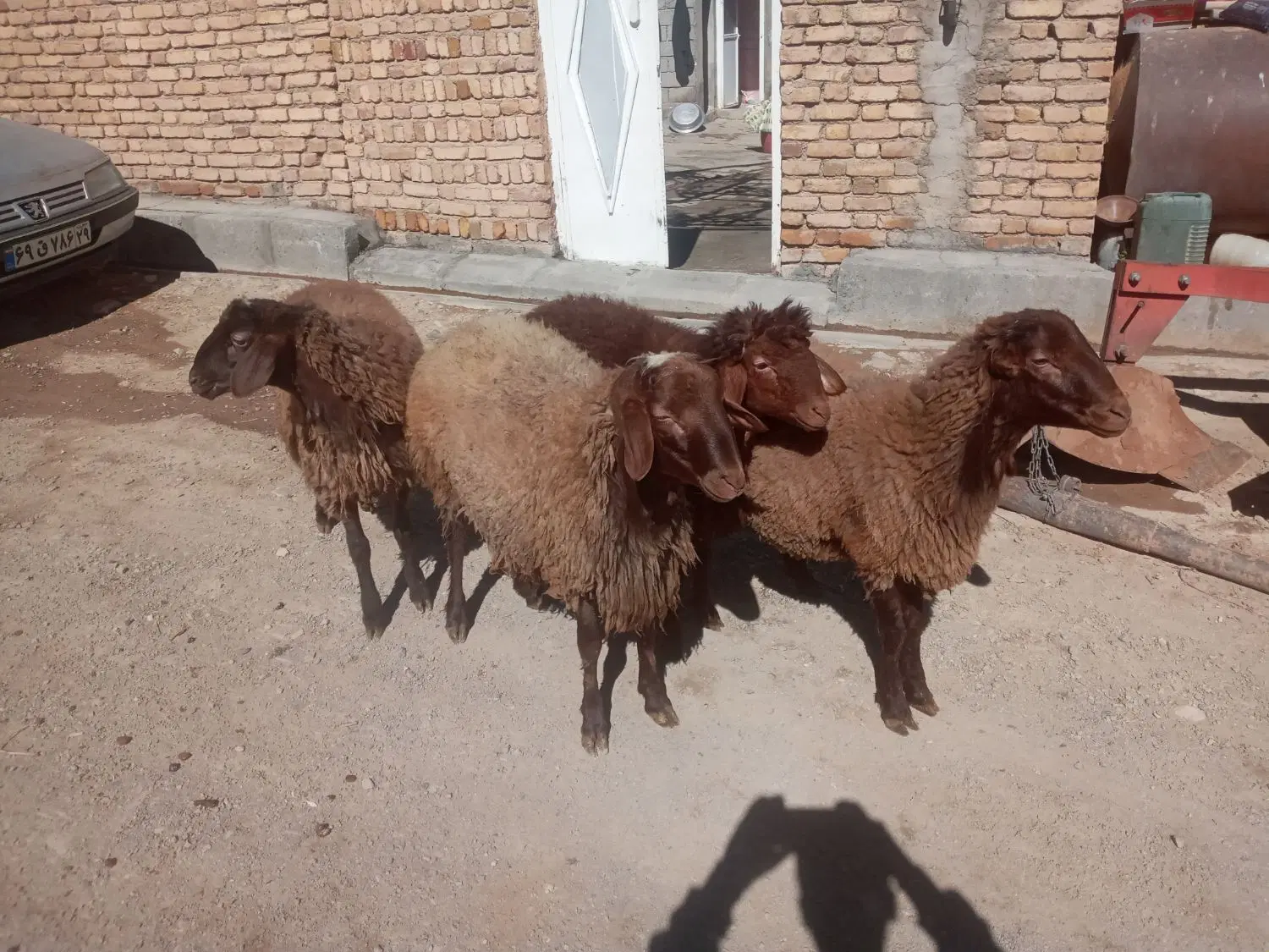 ۱۱۱۱۱۱|حیوانات مزرعه|باوله, |دیوار