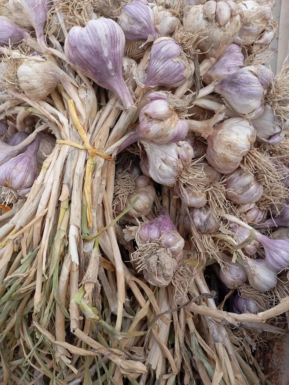 سیر محلی|خدمات باغبانی و درختکاری|کاکی, |دیوار