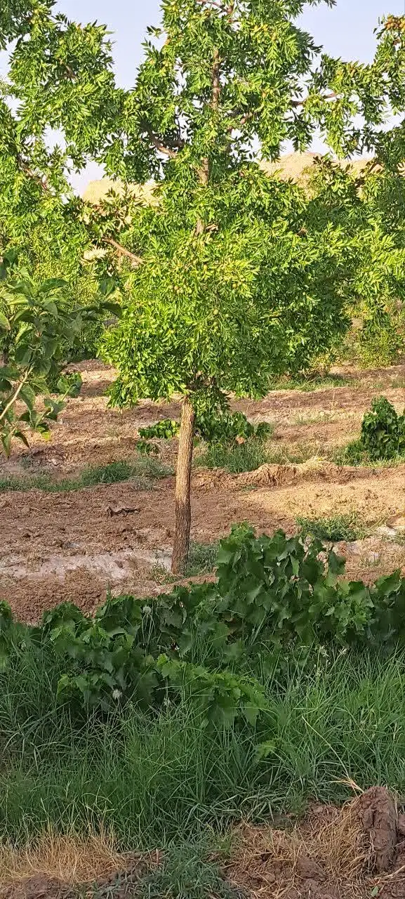 تصویر 11