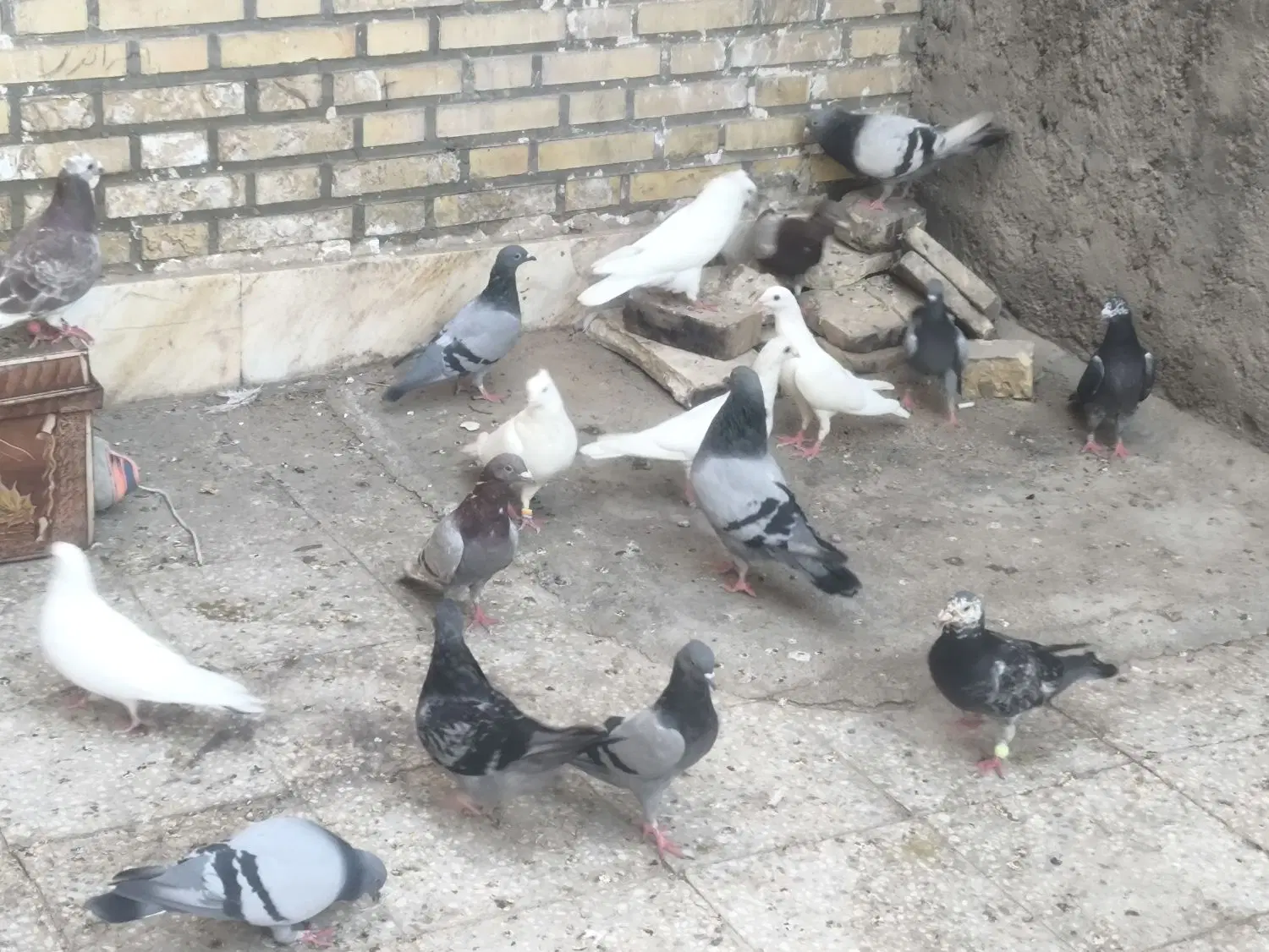 کبوتر|پرنده|میبد, |دیوار