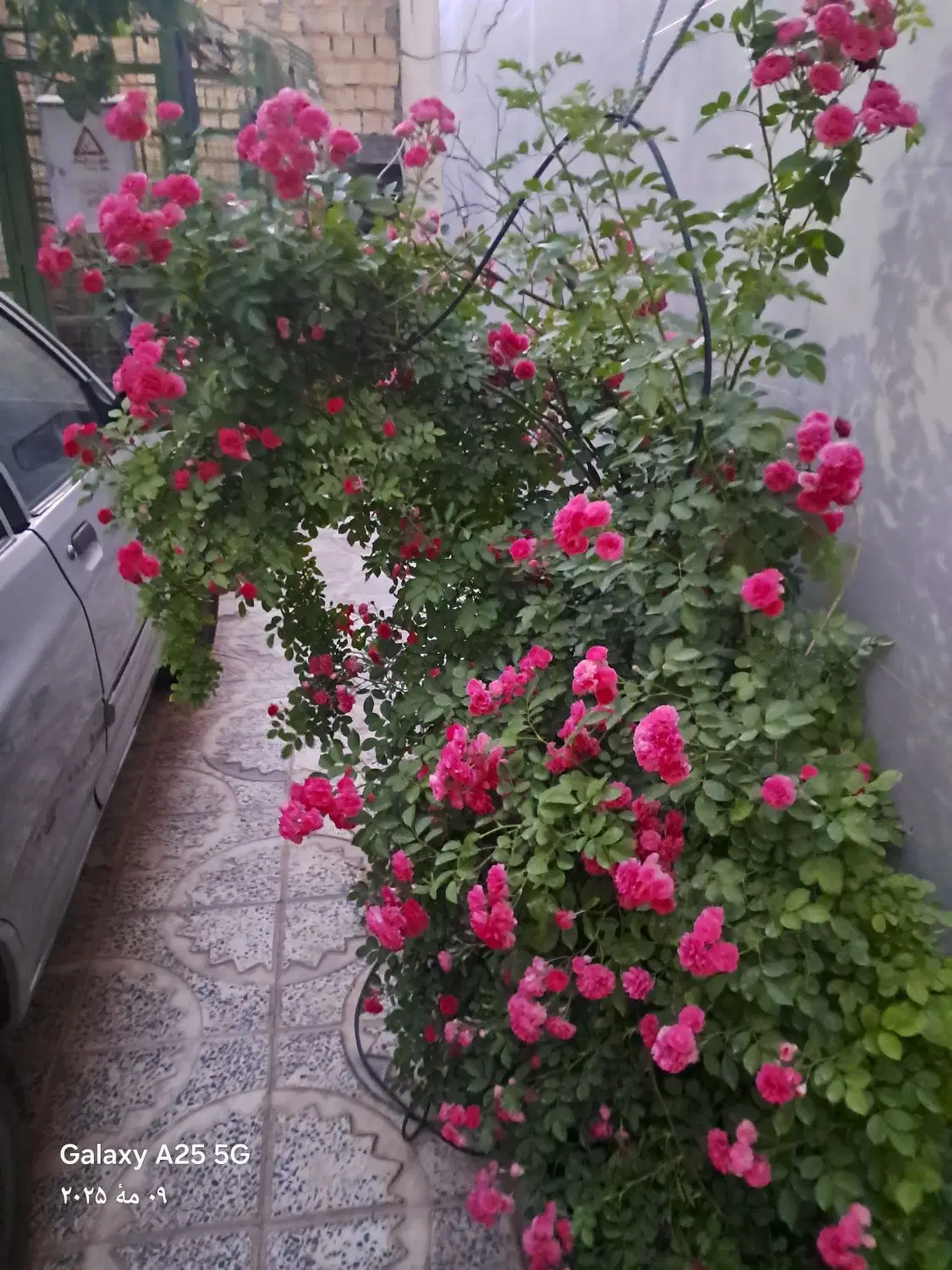 گل ملی|گل و گیاه طبیعی|کوهدشت, |دیوار