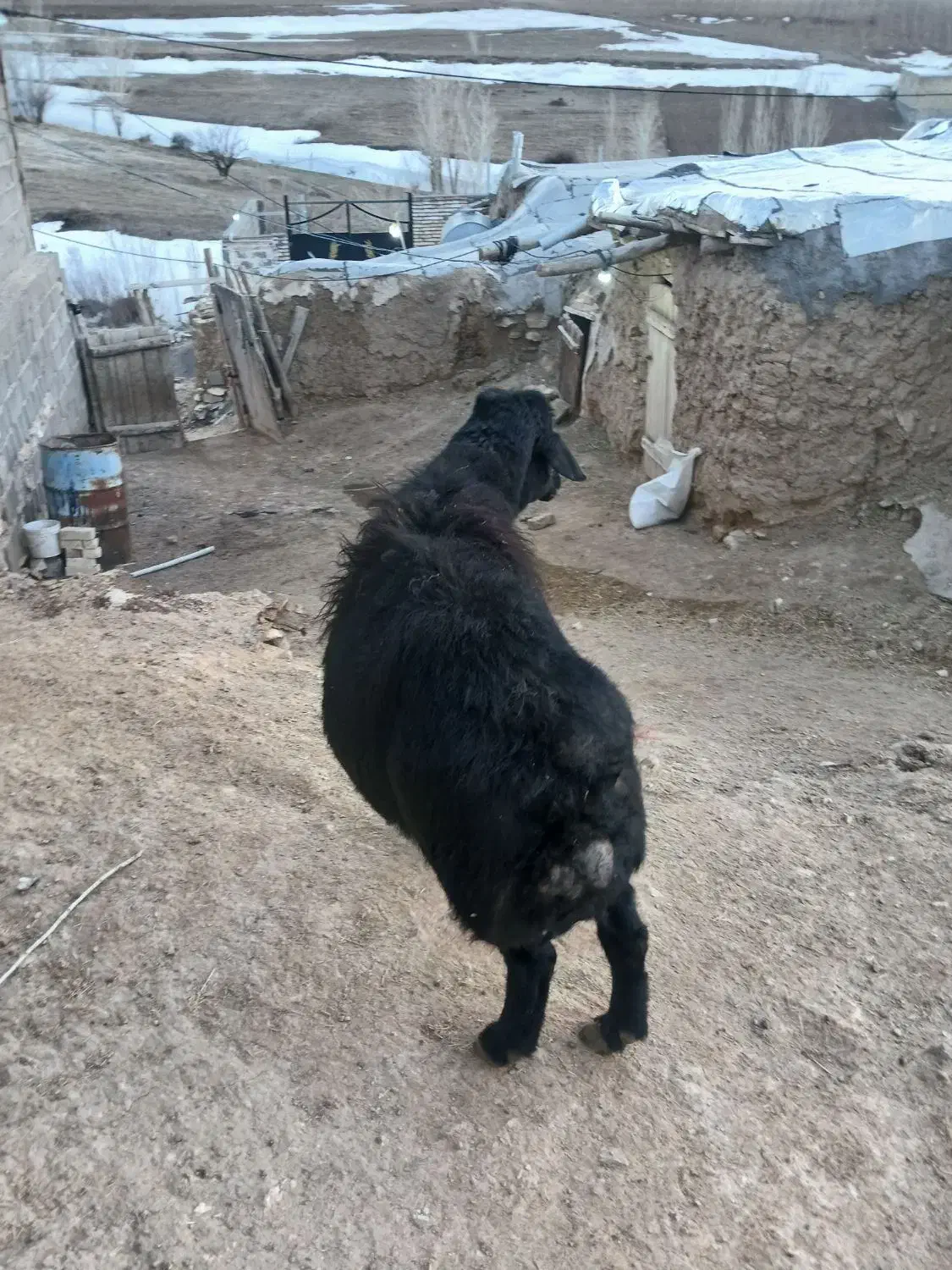 63000000|حیوانات مزرعه|زنجانرود, |دیوار