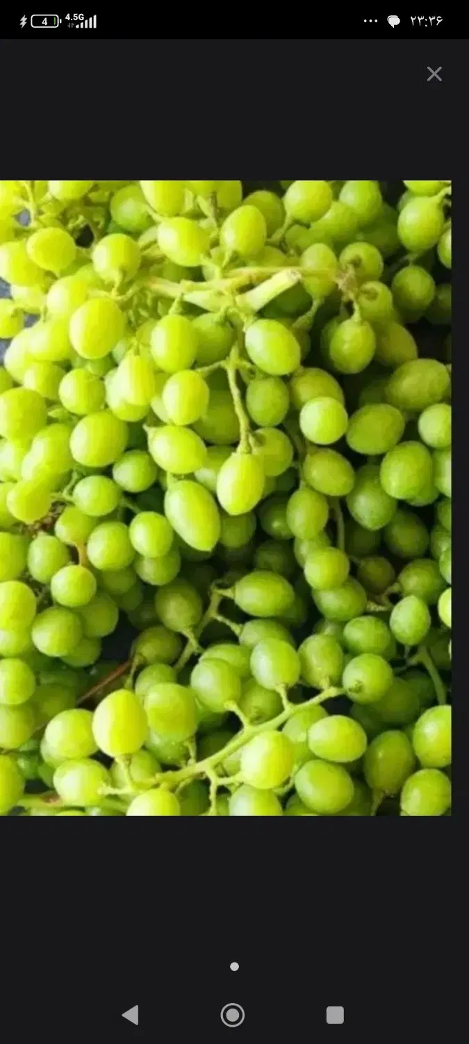 غوره|خوردنی و آشامیدنی|اراک, |دیوار