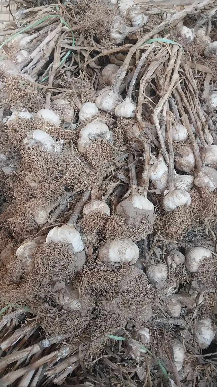 سیر|خوردنی و آشامیدنی|دزفول, |دیوار