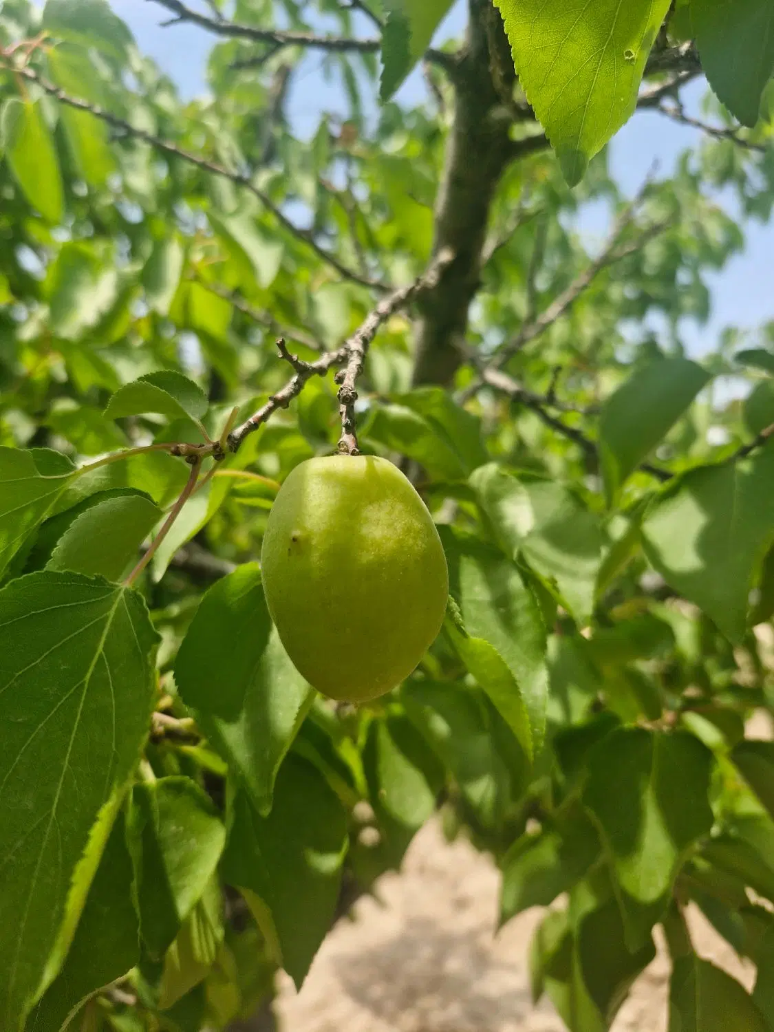 تصویر 2