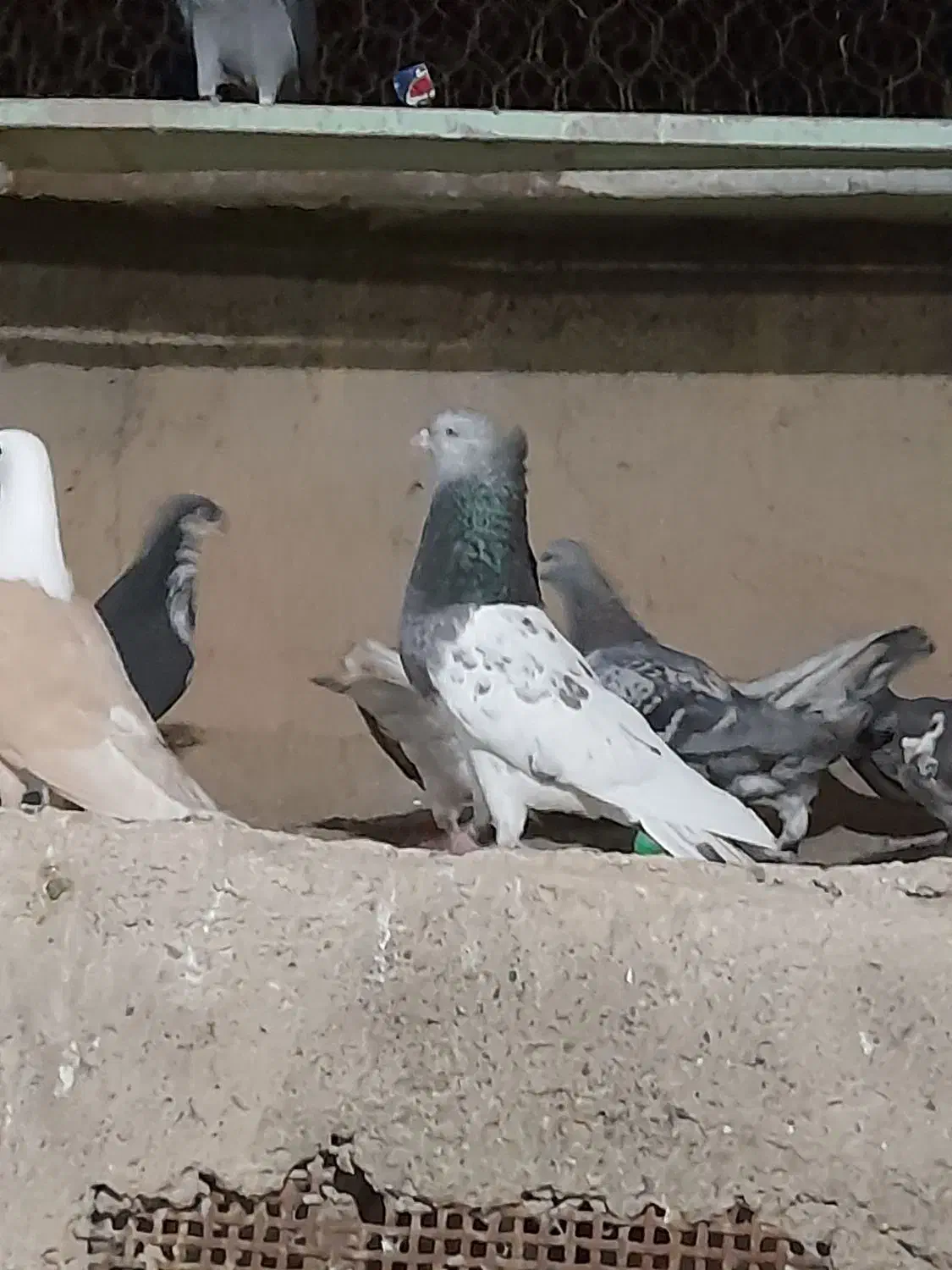 کفتر|پرنده|سبزوار, ایزی شهر|دیوار