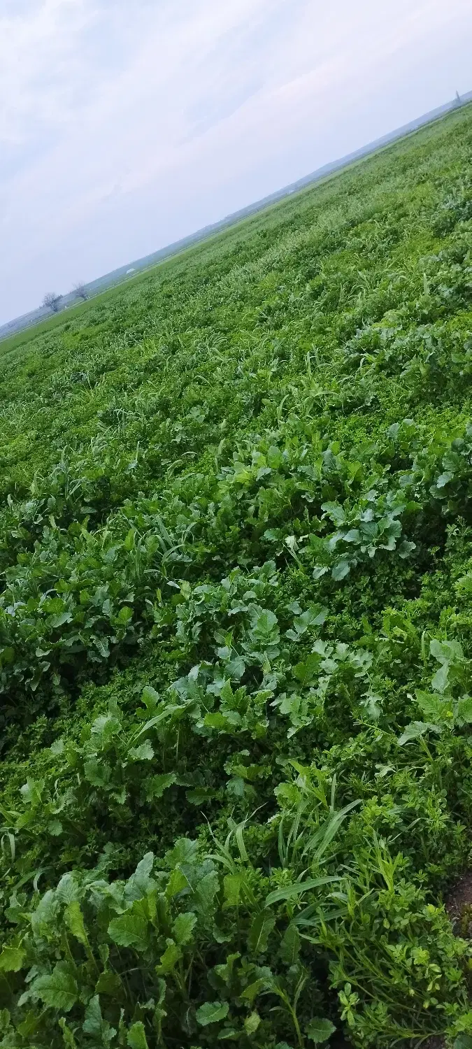 یونجه چین دوم|خدمات باغبانی و درختکاری|بیله سوار, |دیوار